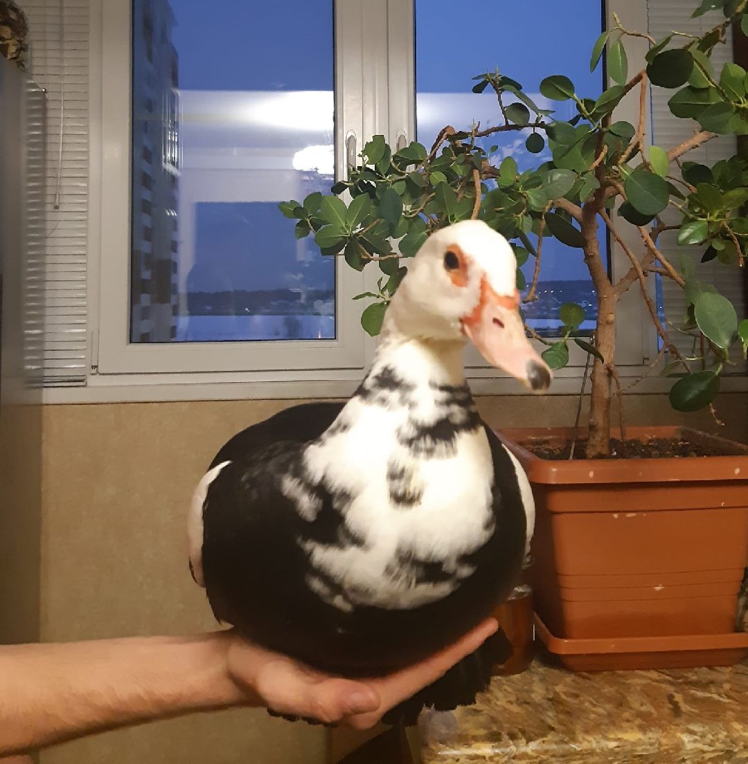 Одинцово, общество