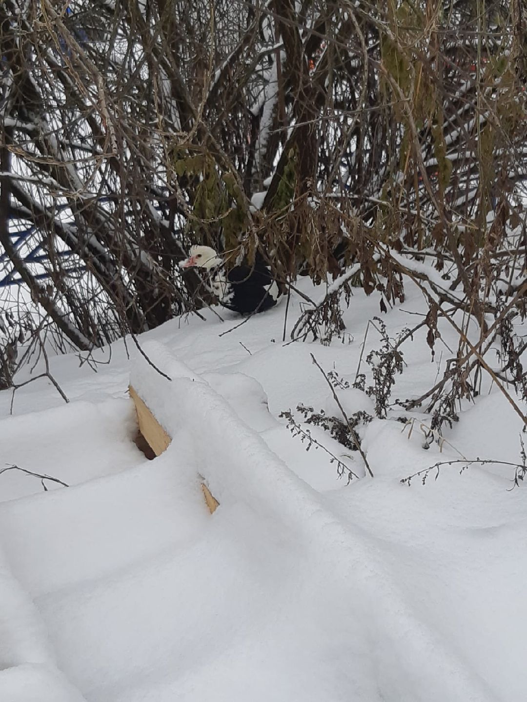 Одинцово, общество