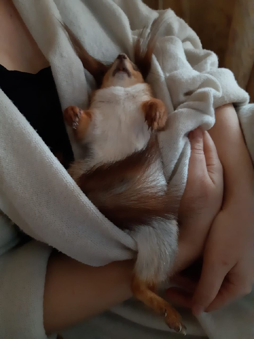 Одинцово, общество