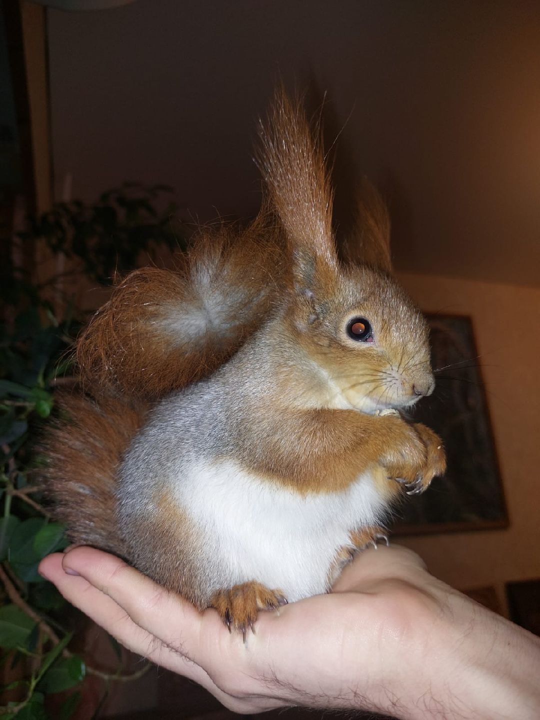 Одинцово, общество