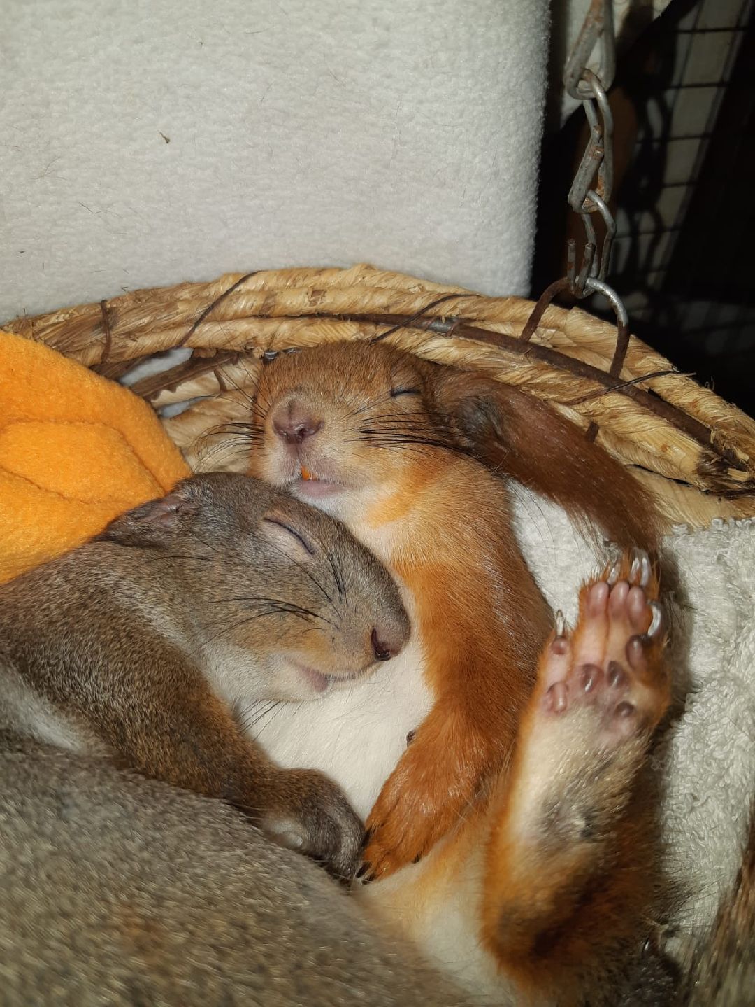 Одинцово, общество