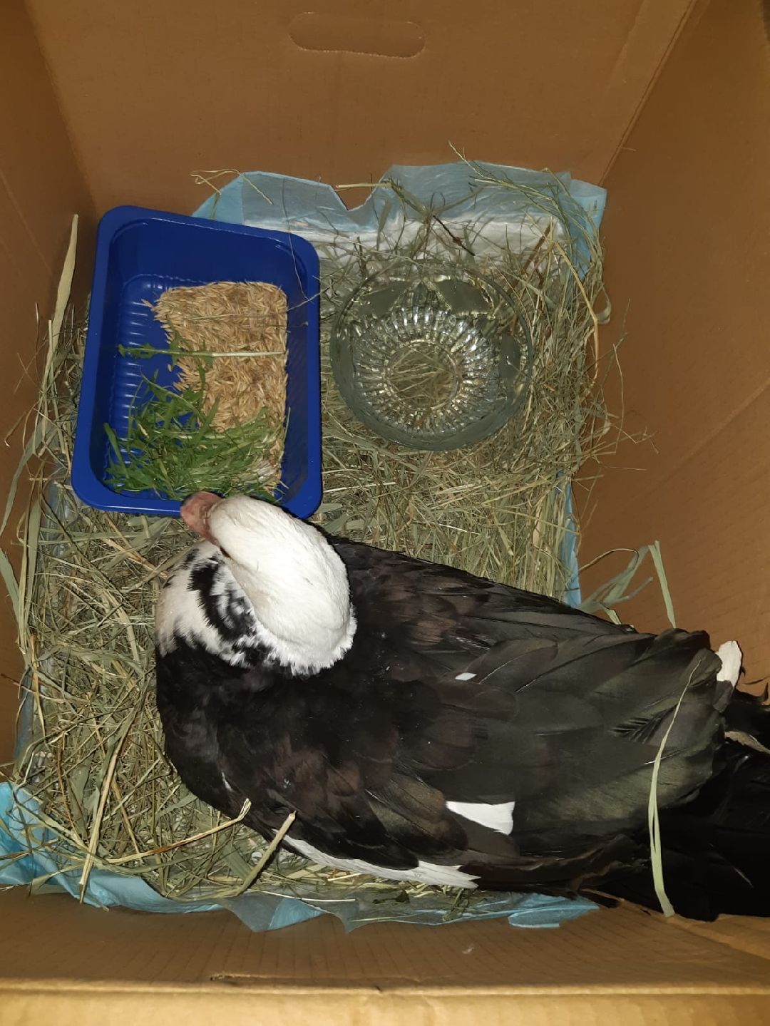 Одинцово, общество