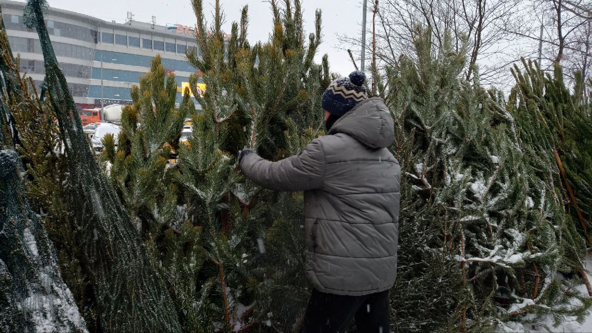 Реутов, базар, елки, новый год, символ года, лесная красавица,