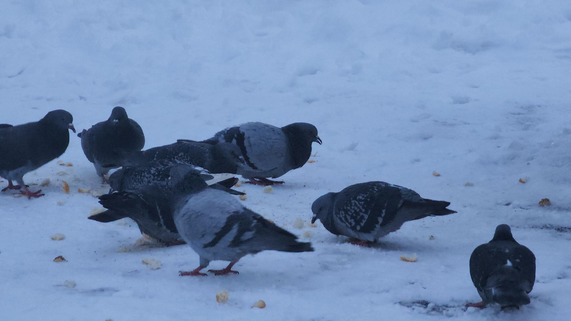 циклон ваня, городской округ пушкинский, уборка дворов, зима в подмосковье,