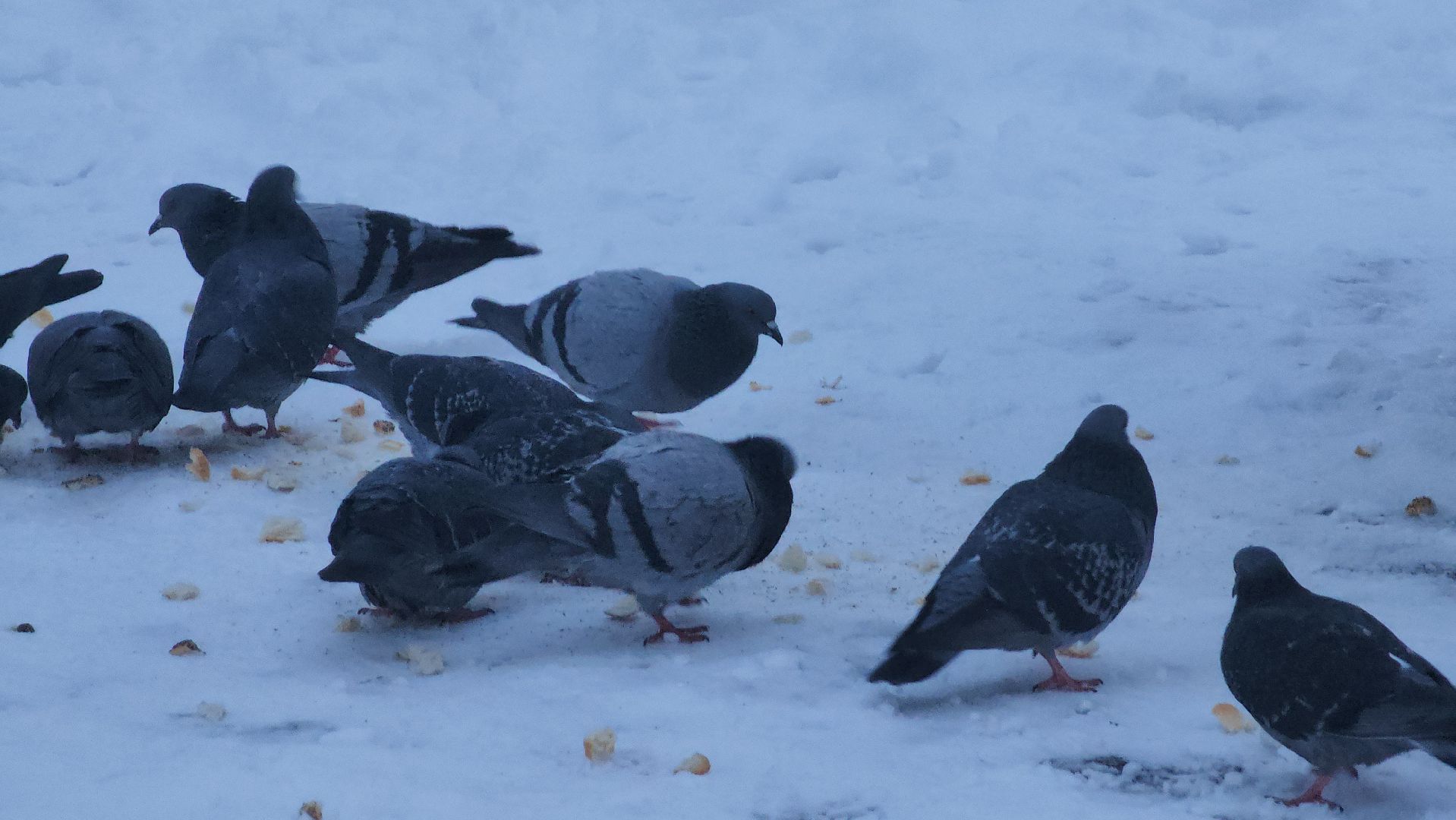 циклон ваня, городской округ пушкинский, уборка дворов, зима в подмосковье,