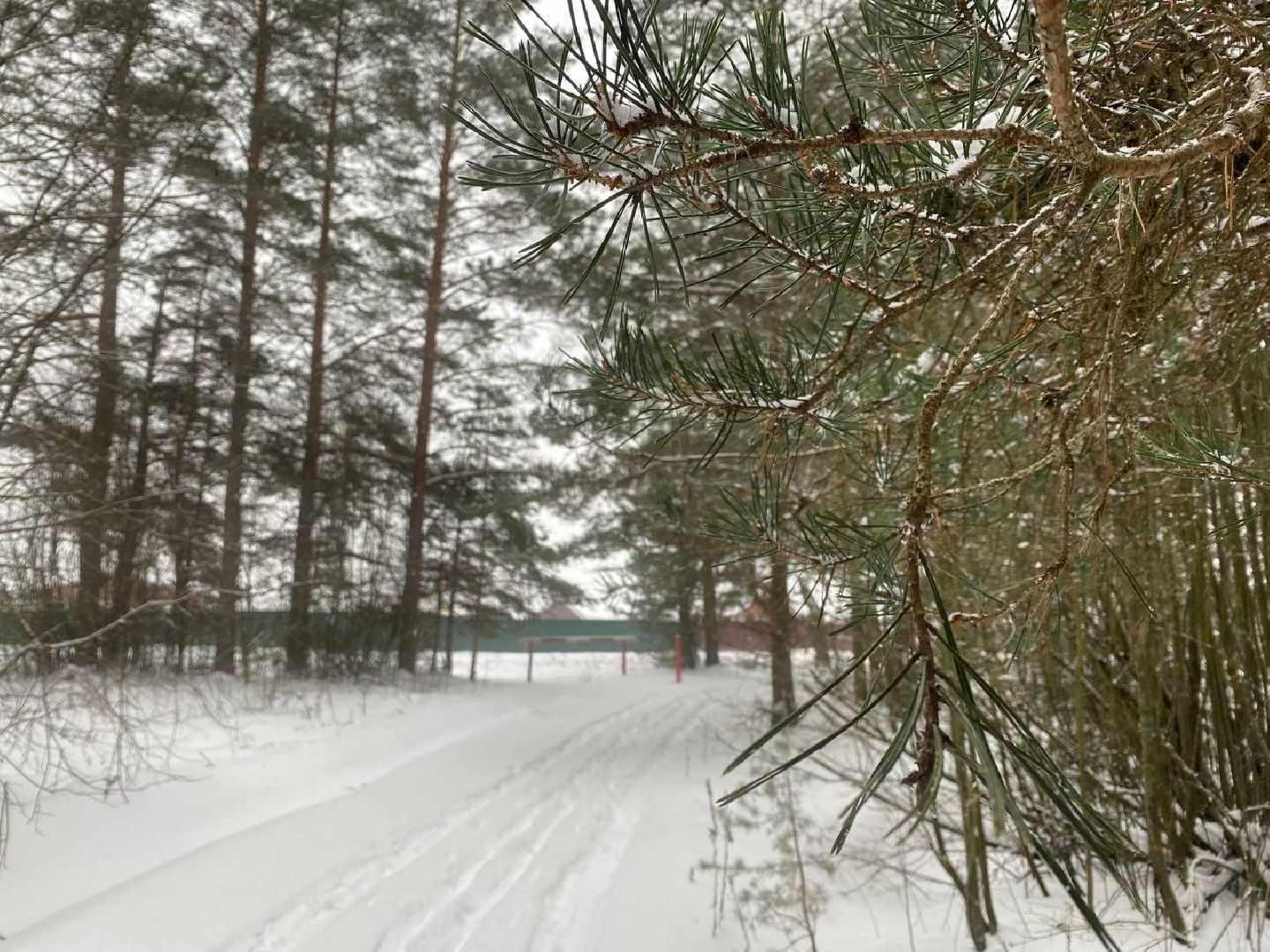 волоколамск, лесничий, елки, елочка, природа, эколог, экология,