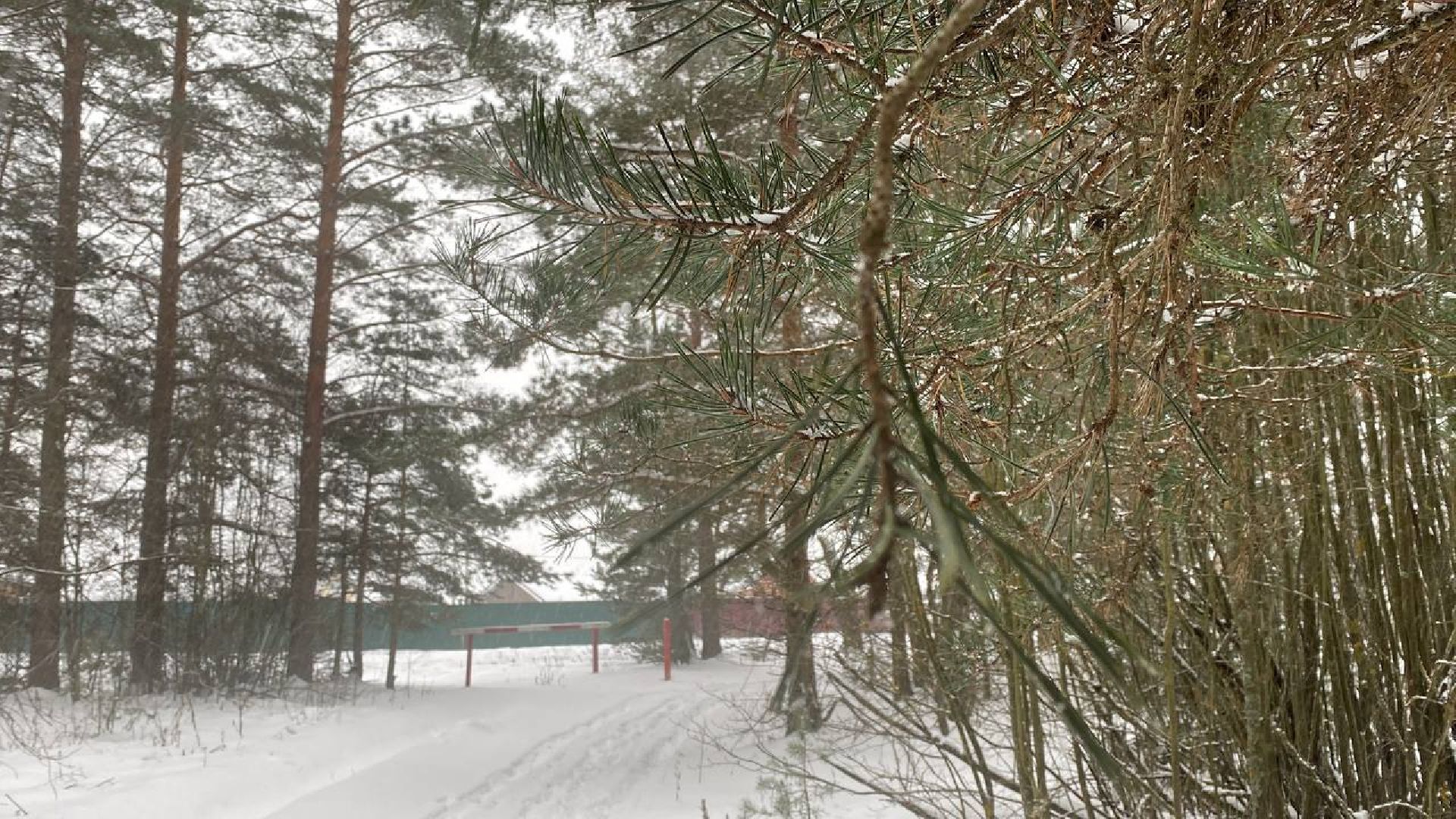 волоколамск, лесничий, елки, елочка, природа, эколог, экология,