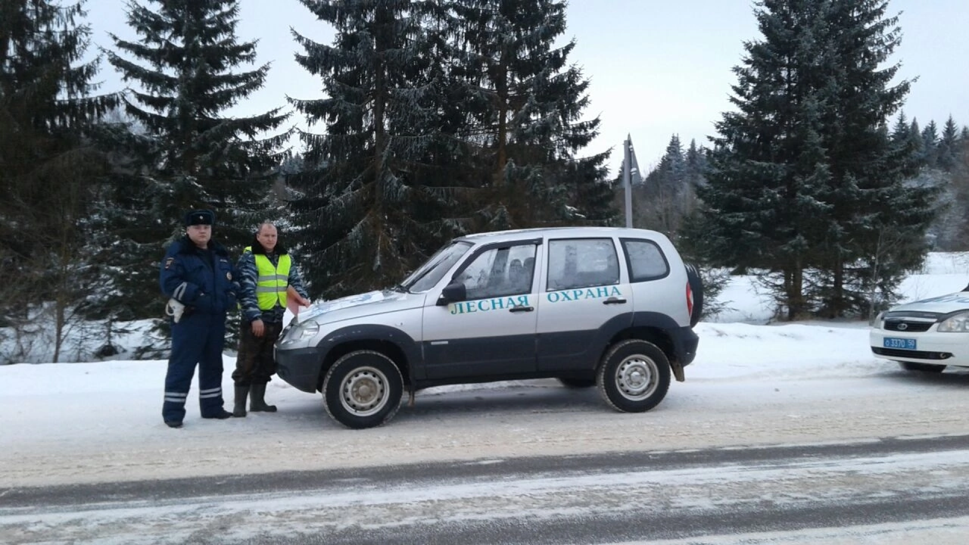 волоколамск, лесничий, елки, елочка, природа, эколог, экология,