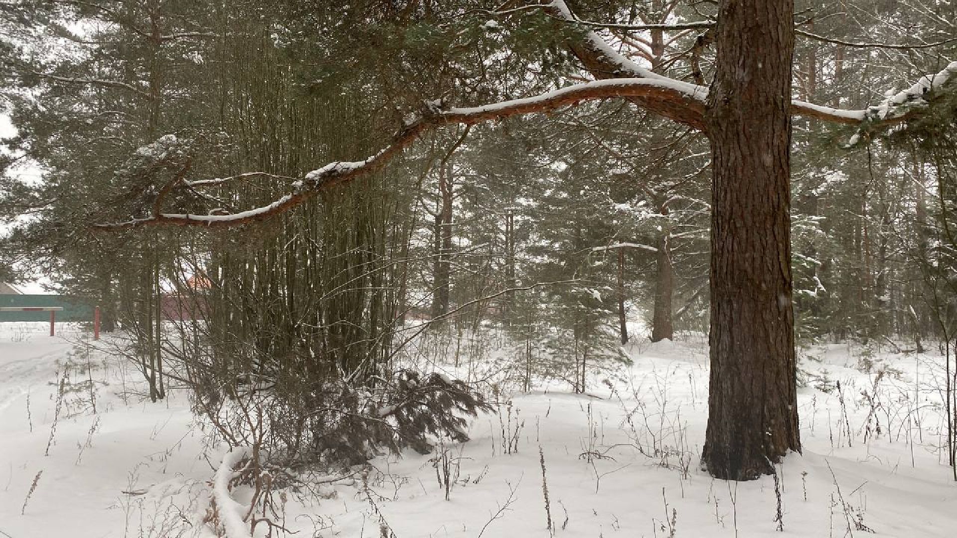 волоколамск, лесничий, елки, елочка, природа, эколог, экология,