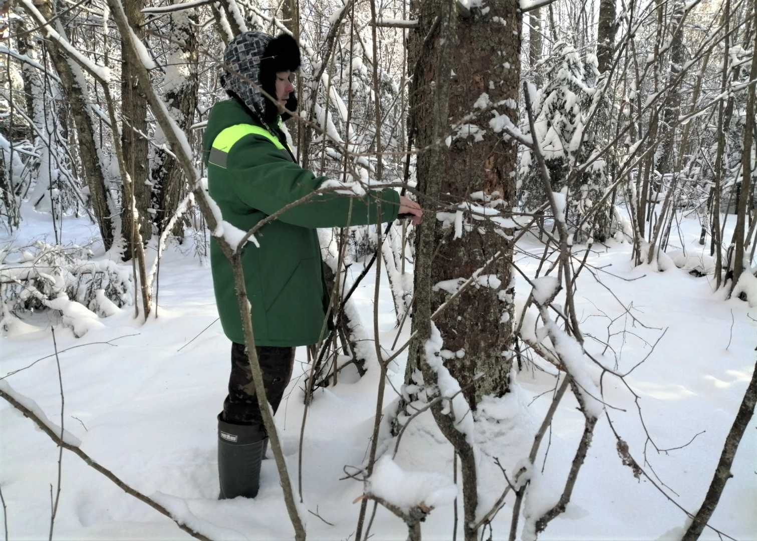 волоколамск, лесничий, елки, елочка, природа, эколог, экология,