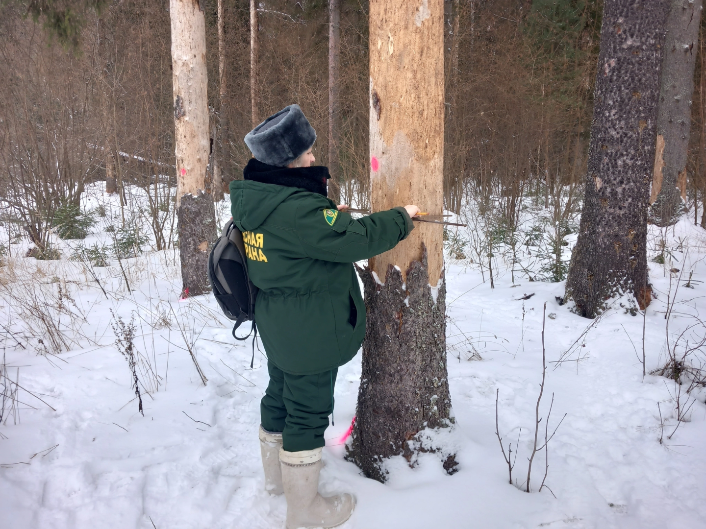 волоколамск, лесничий, елки, елочка, природа, эколог, экология,