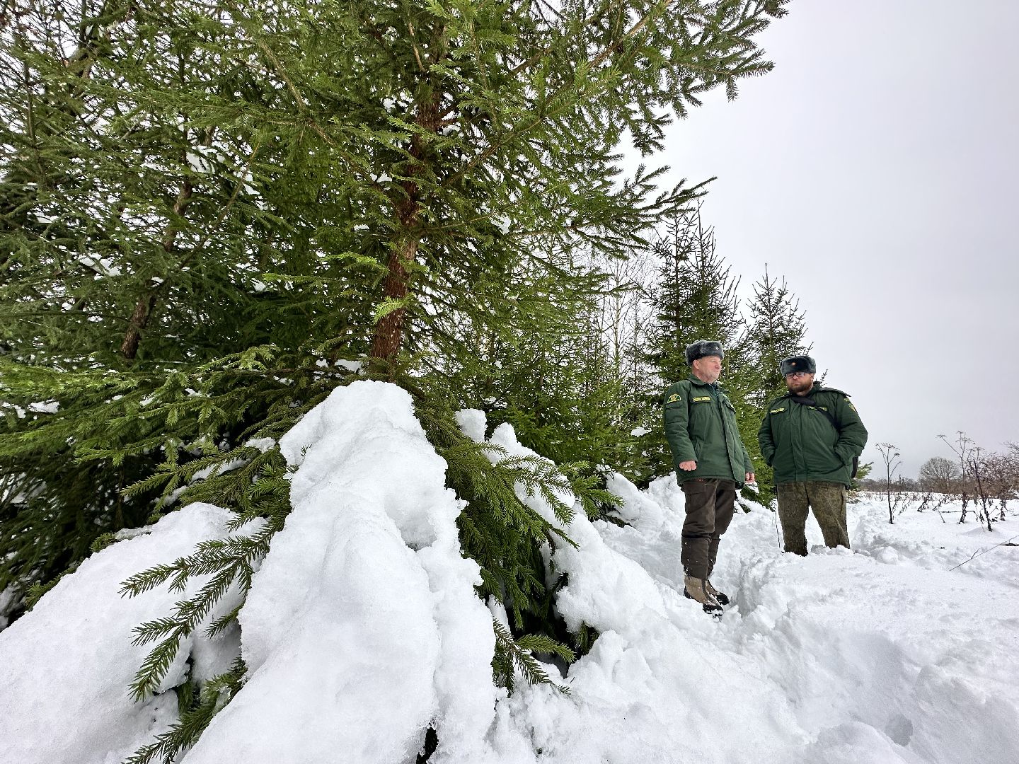 Операция Елочка, Незаконная рубка елок,Наро-Фоминск, вырубка леса,