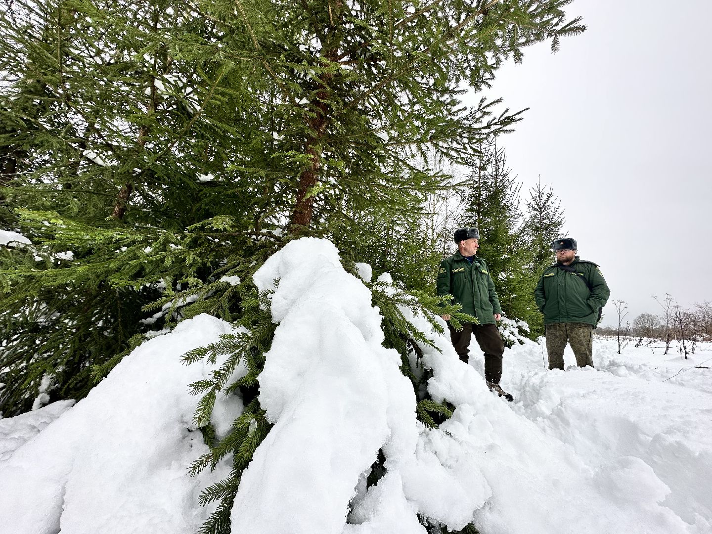Операция Елочка, Незаконная рубка елок,Наро-Фоминск, вырубка леса,