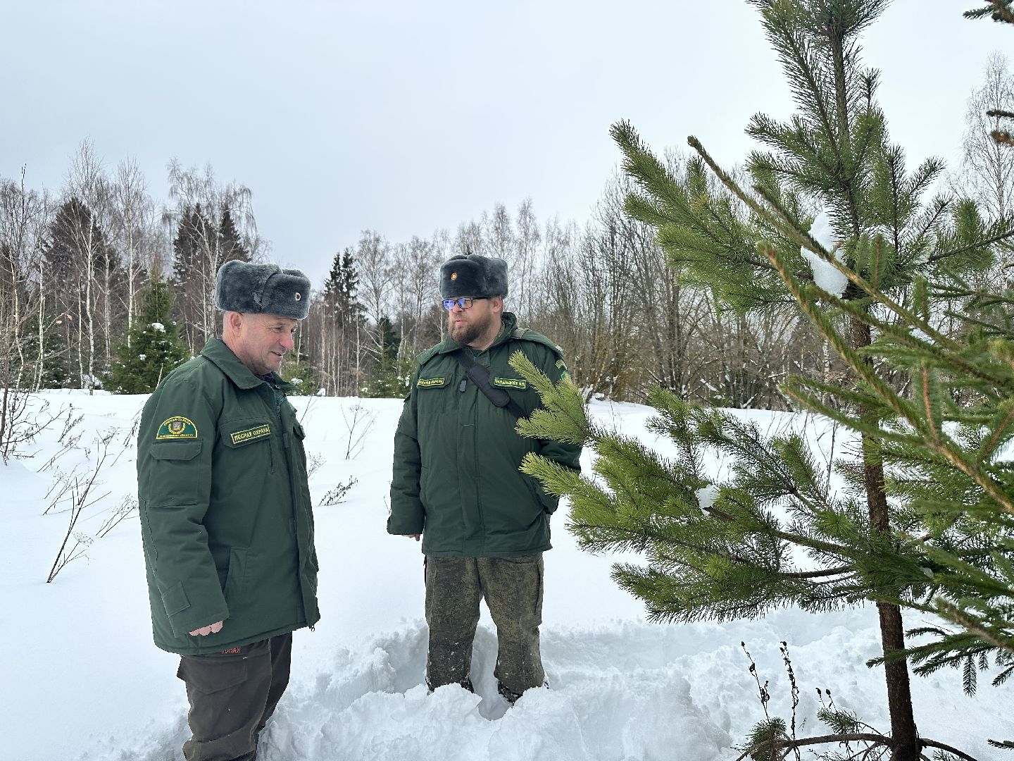 Операция Елочка, Незаконная рубка елок,Наро-Фоминск, вырубка леса,
