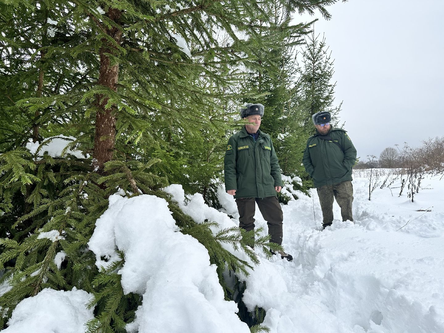Операция Елочка, Незаконная рубка елок,Наро-Фоминск, вырубка леса,