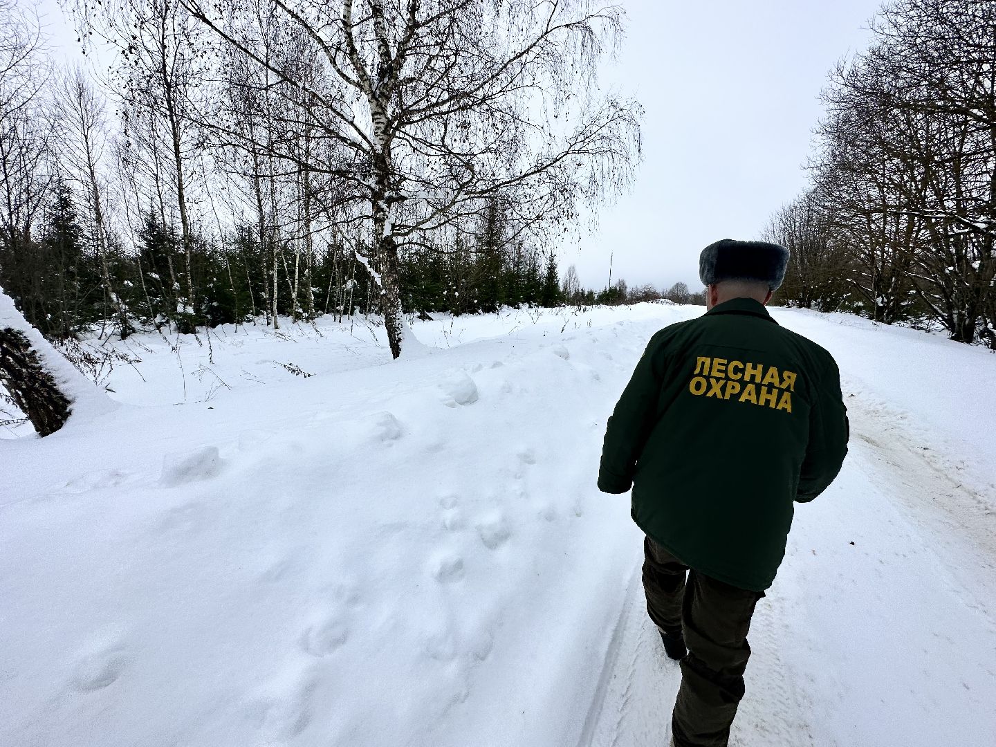 Операция Елочка, Незаконная рубка елок,Наро-Фоминск, вырубка леса,