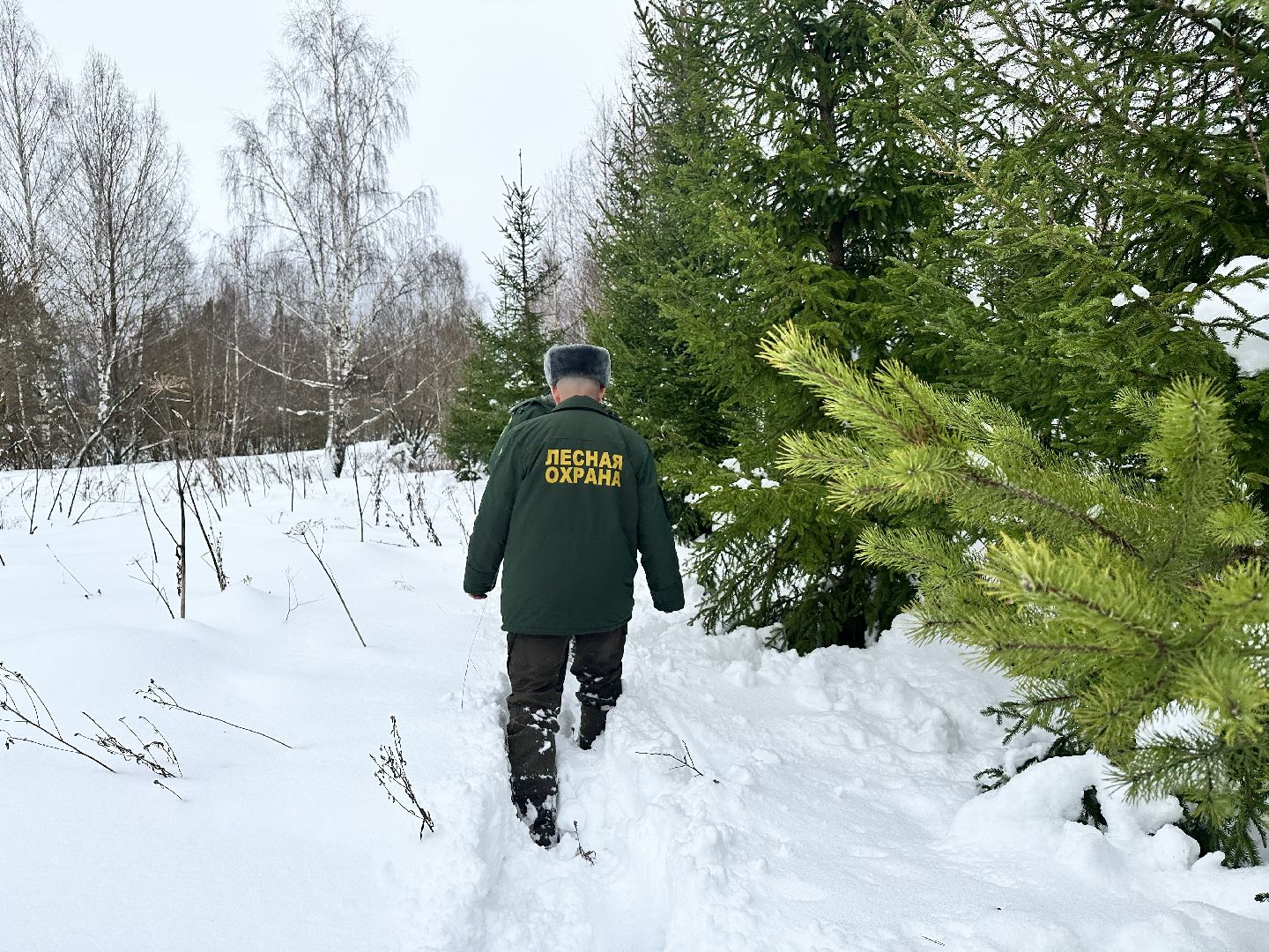 Операция Елочка, Незаконная рубка елок,Наро-Фоминск, вырубка леса,