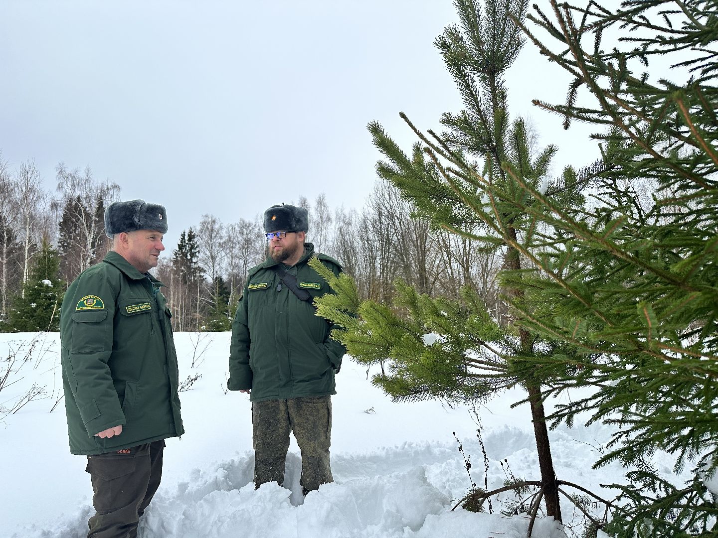 Операция Елочка, Незаконная рубка елок,Наро-Фоминск, вырубка леса,