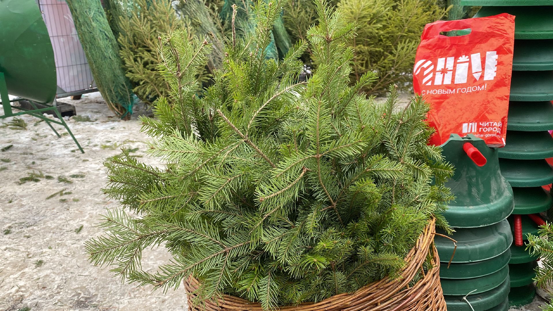 волоколамск, ёлка, елки, елочный базар, зима в подмосковье, сосны, пихты,