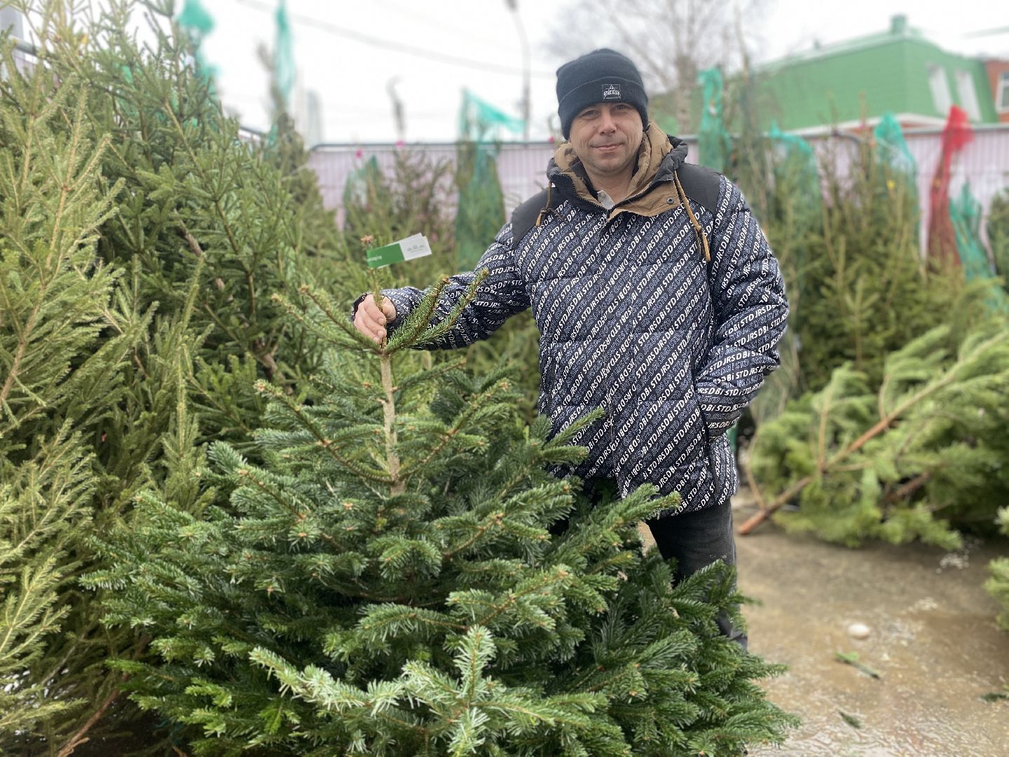 волоколамск, ёлка, елки, елочный базар, зима в подмосковье, сосны, пихты,