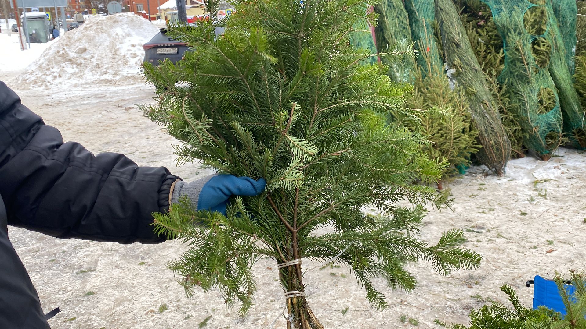 волоколамск, ёлка, елки, елочный базар, зима в подмосковье, сосны, пихты,