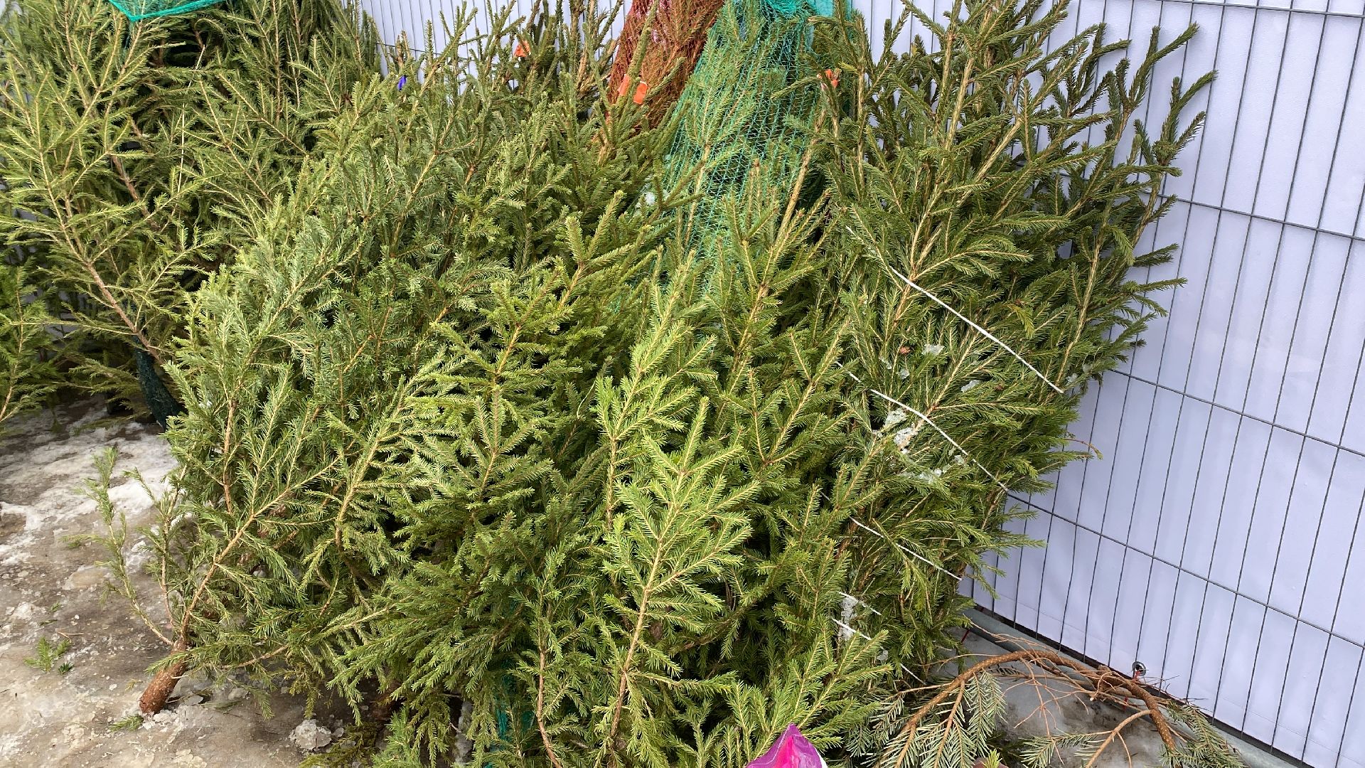 волоколамск, ёлка, елки, елочный базар, зима в подмосковье, сосны, пихты,