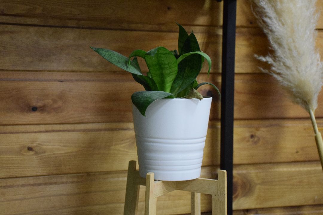 Павловский Посад, городской округ Павловский Посад, модельная школа, Studio 19.25, Ольга Валяева, Алина Коняева, бизнес