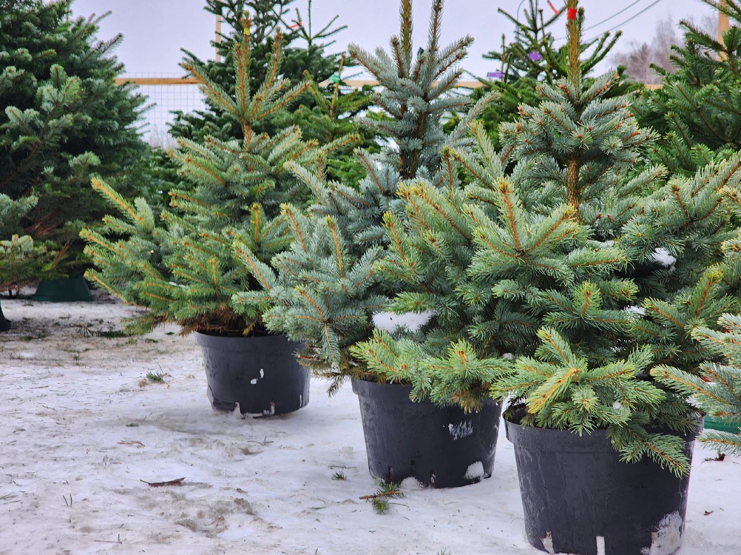 ёлка, Елочный базар, Красногорск,