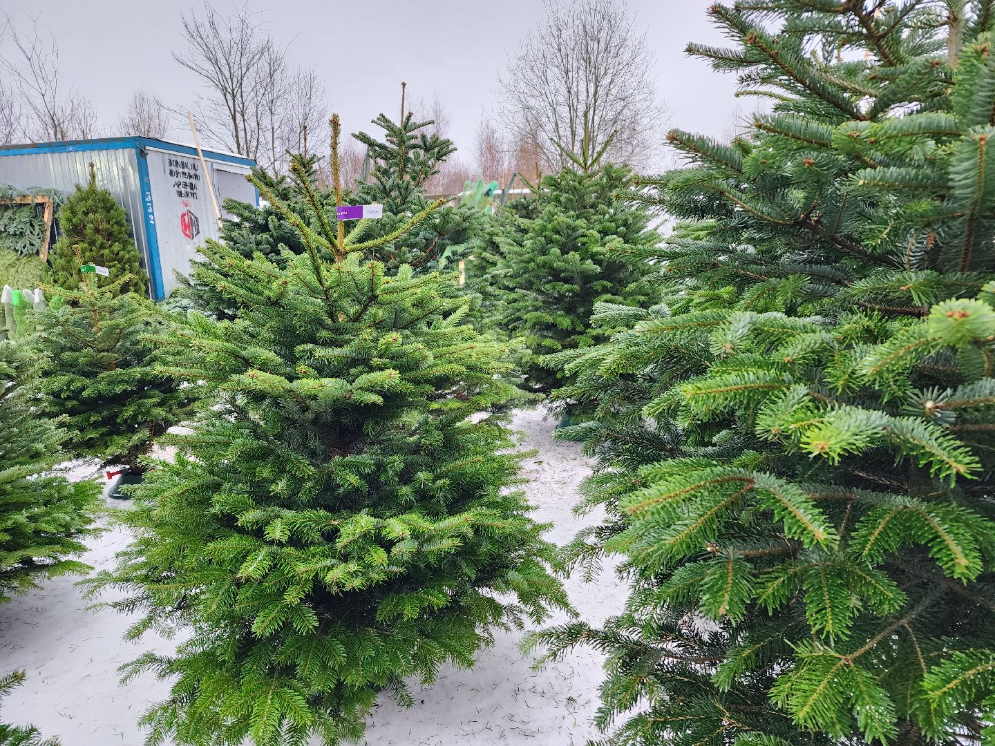 ёлка, Елочный базар, Красногорск,