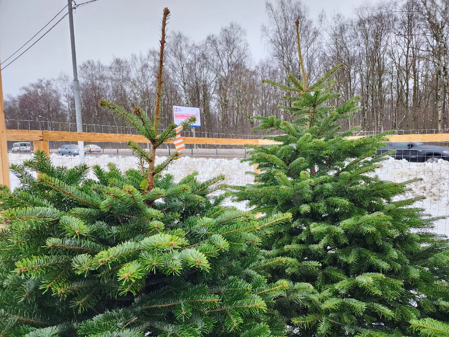 ёлка, Елочный базар, Красногорск,