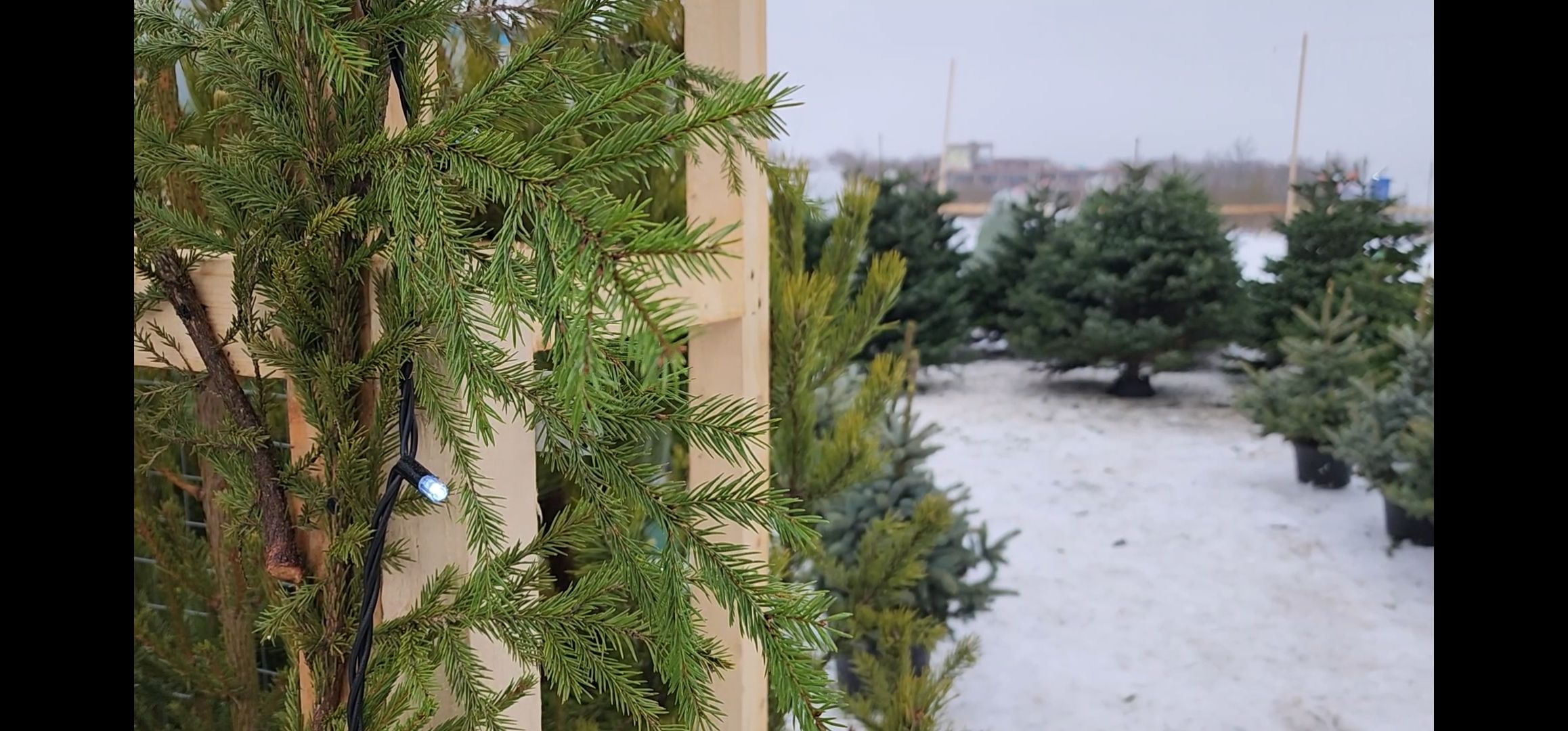 ёлка, Елочный базар, Красногорск,