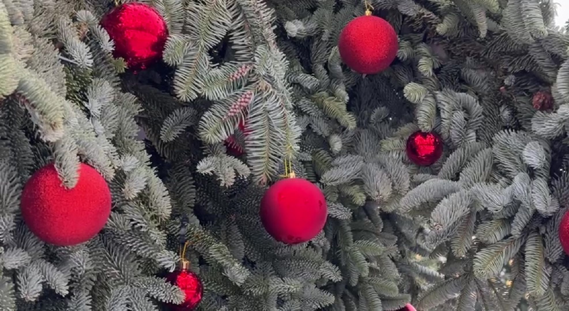 Реутов, парки, Фабричный пруд, центральный городской парк, Дед Мороз, дед мороз рекомендует, конкурс, наклейка,