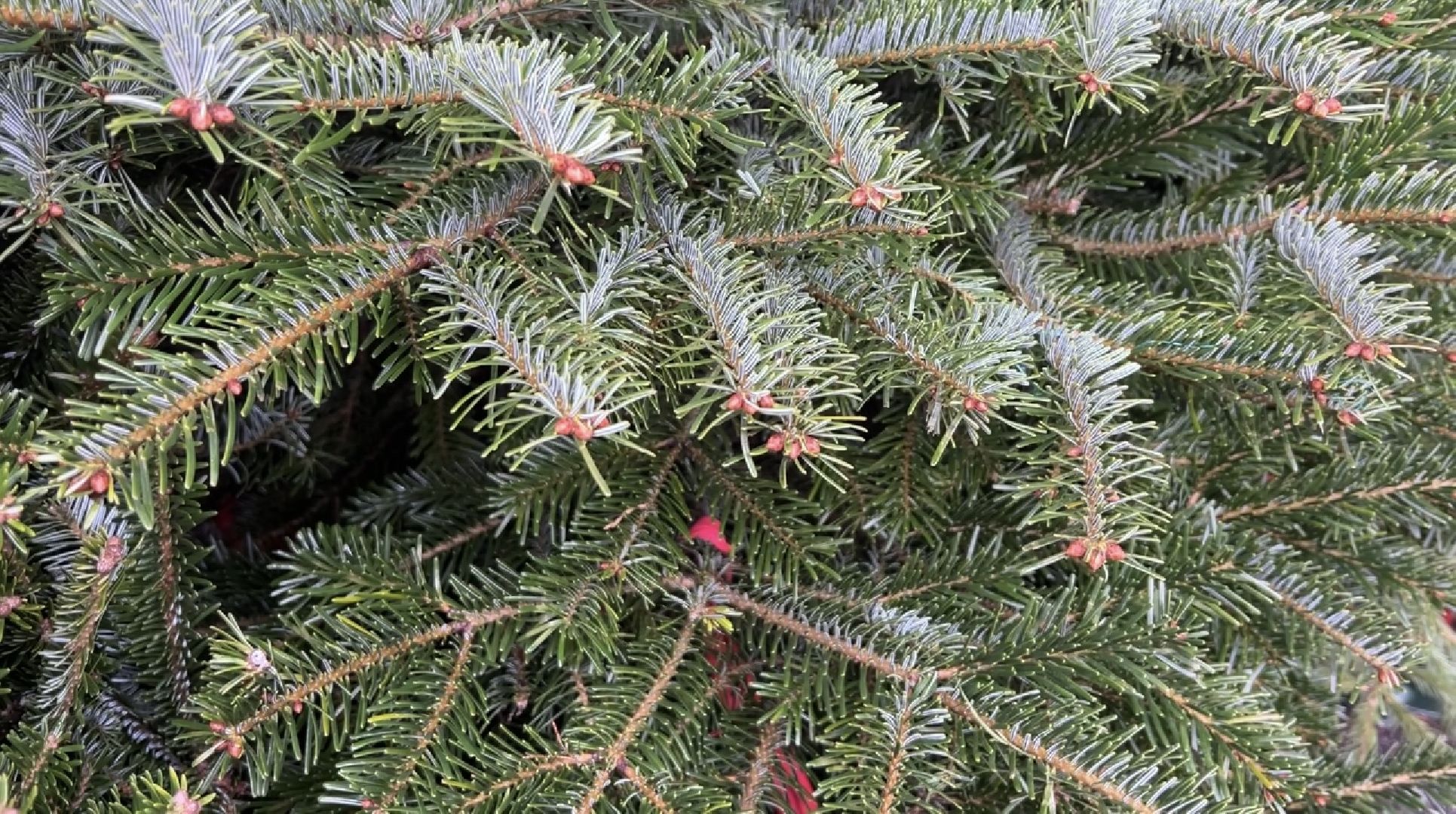 химки, новый год, ёлка, елочный базар, общество,