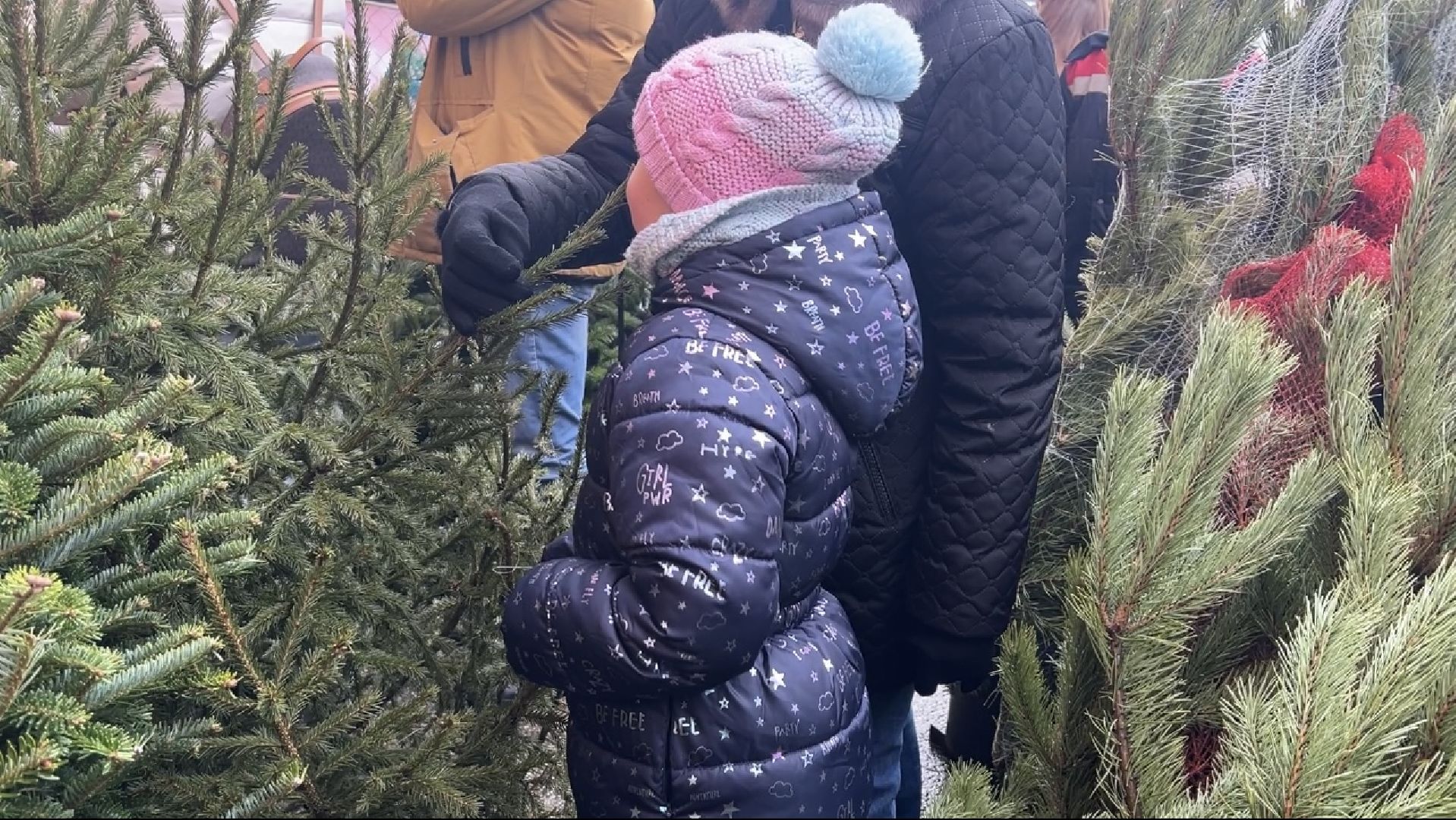 химки, новый год, ёлка, елочный базар, общество,