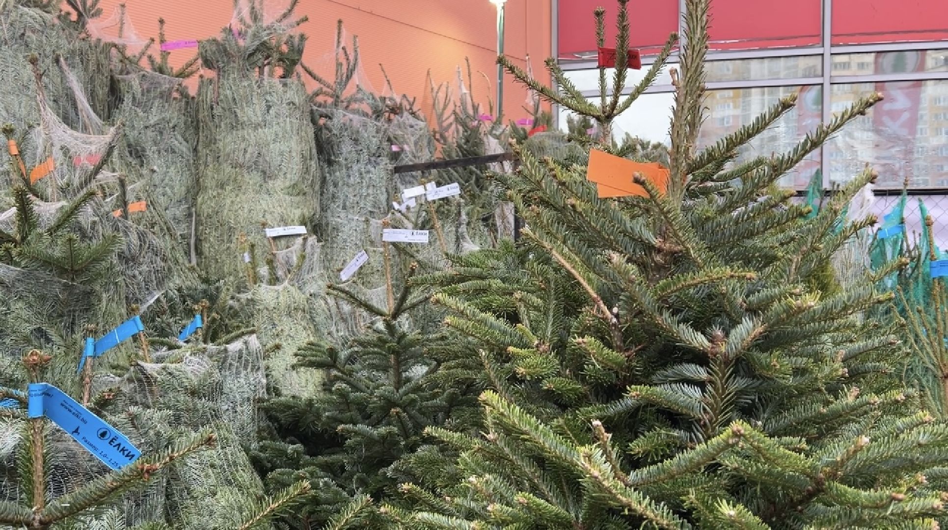 химки, новый год, ёлка, елочный базар, общество,