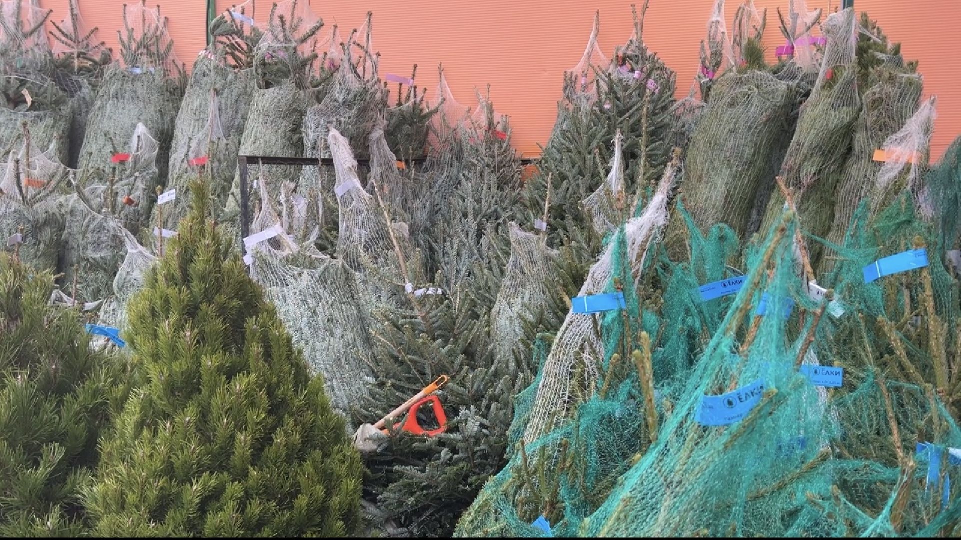 химки, новый год, ёлка, елочный базар, общество,