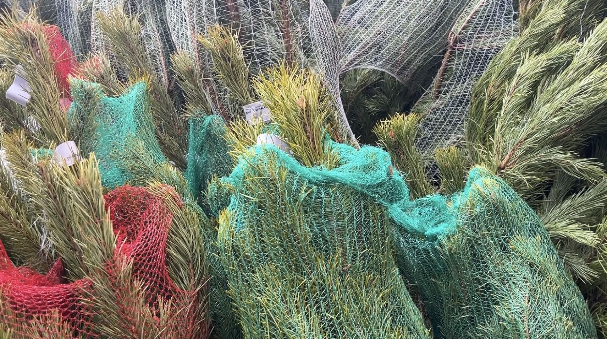 химки, новый год, ёлка, елочный базар, общество,