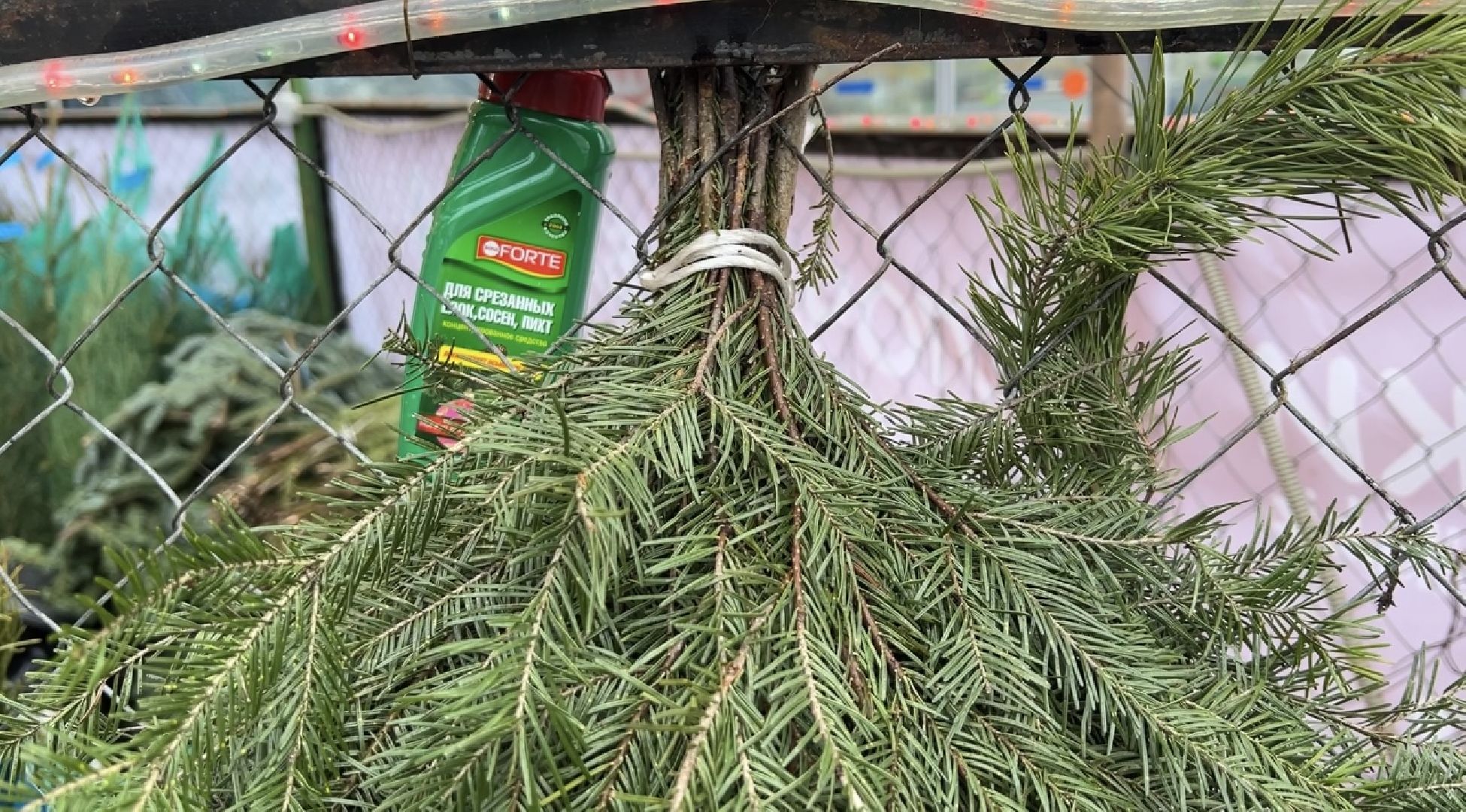 химки, новый год, ёлка, елочный базар, общество,