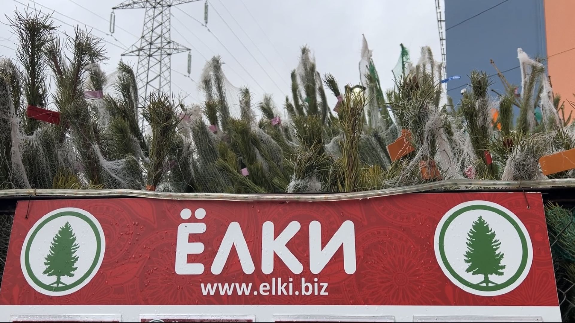 химки, новый год, ёлка, елочный базар, общество,