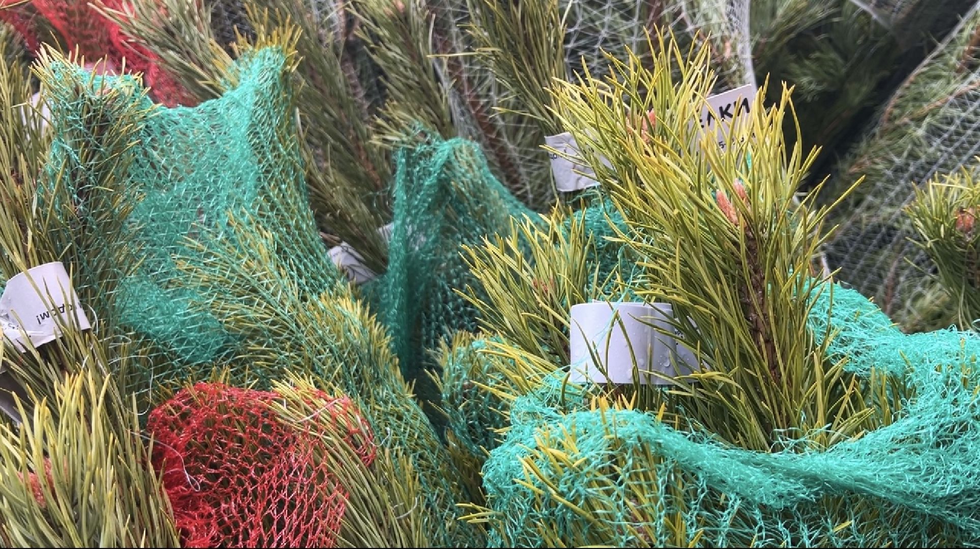 химки, новый год, ёлка, елочный базар, общество,