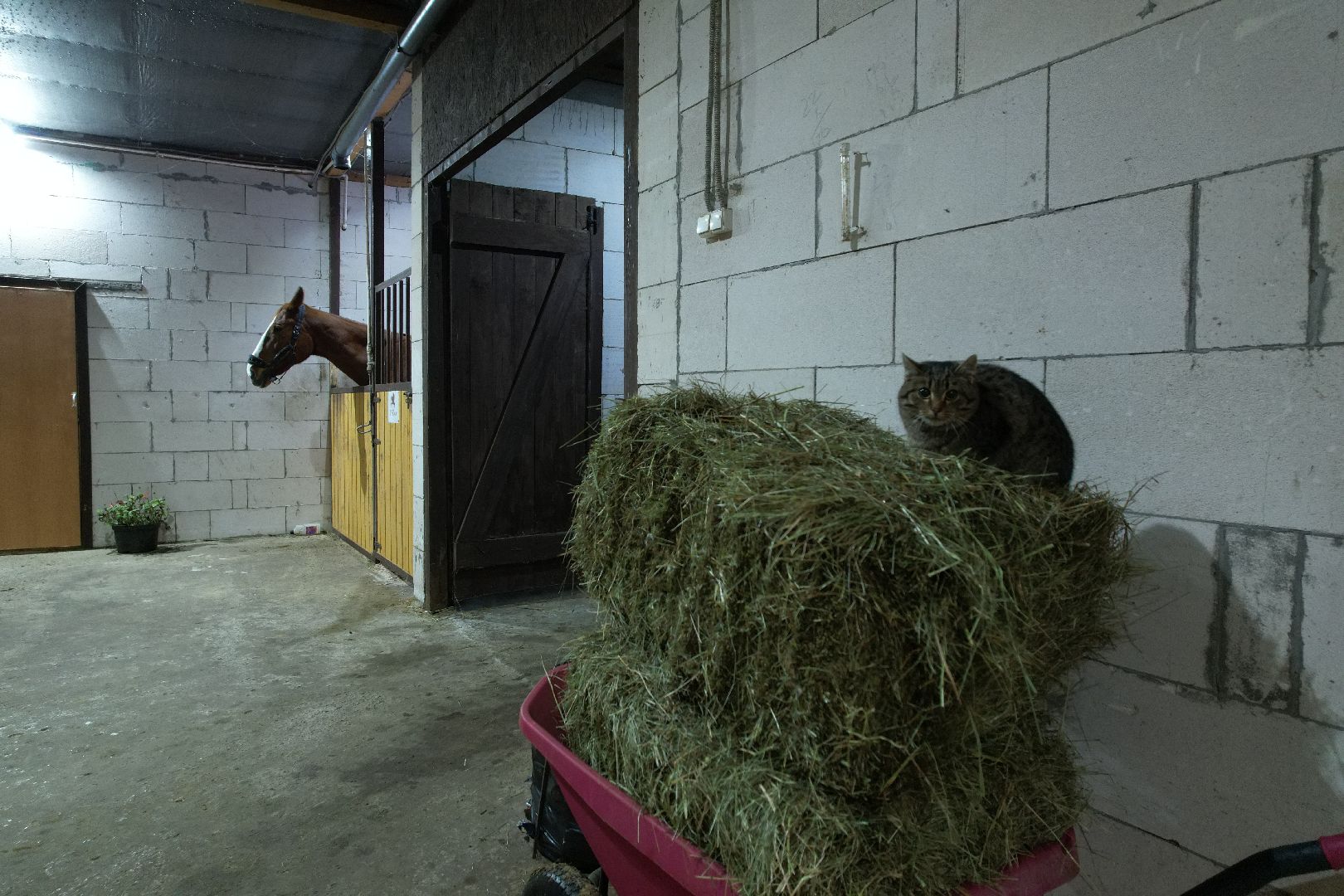видео с коптера,