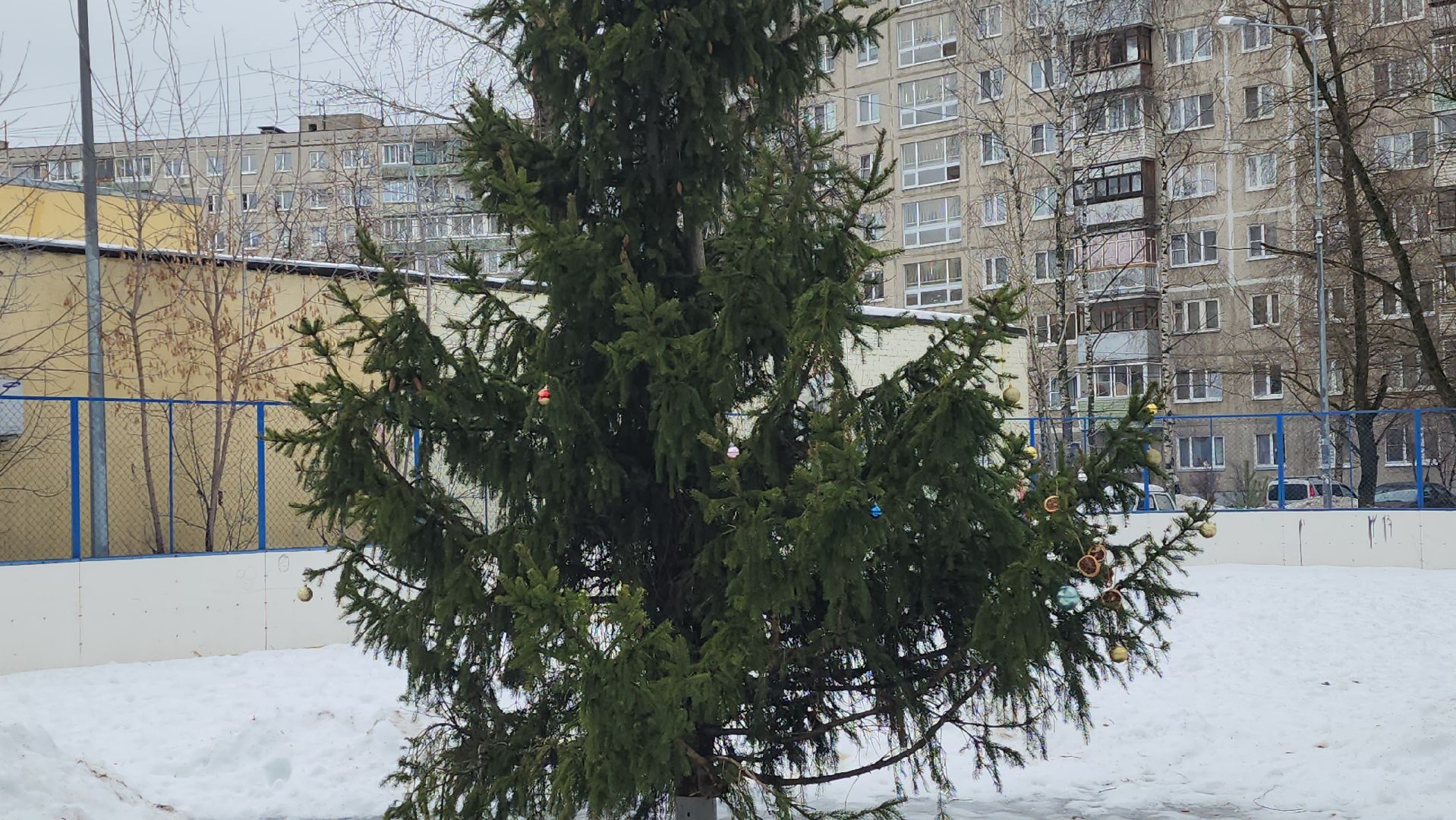 елка, кочующая, Город-сад, Пушкарева, Молоежная, Звездный сквер,