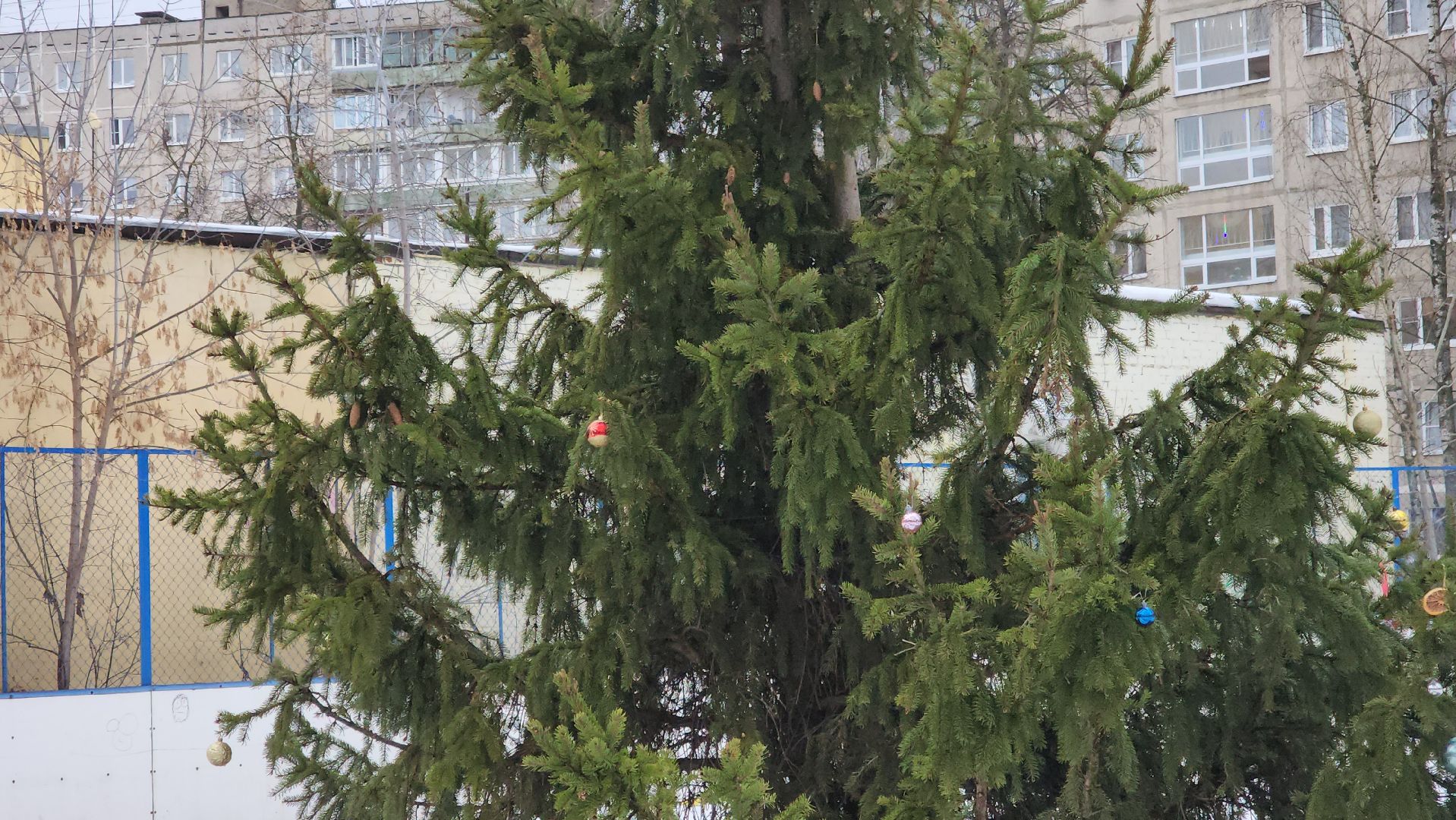 елка, кочующая, Город-сад, Пушкарева, Молоежная, Звездный сквер,