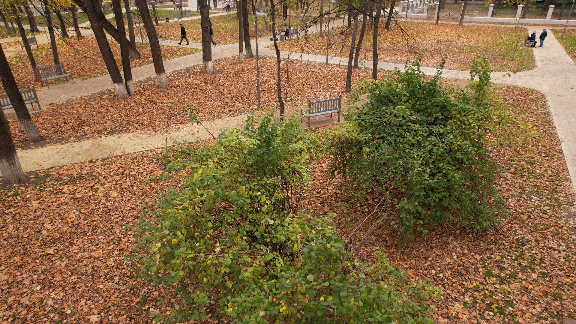 видео с коптера,