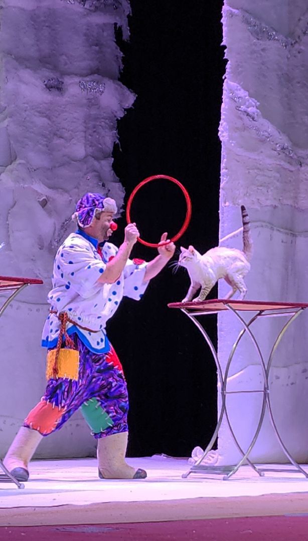 ёлка, елка главы, елка для детей, электросталь, мой город, культура, новый год, праздник, дети, театр, театр кошек,