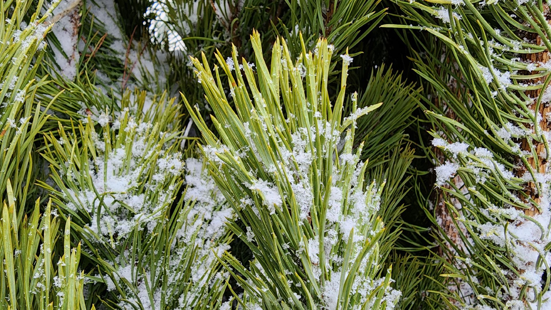 Солнечногорск, Новый год, Зима в Подмосковье, елочный базар, общество,