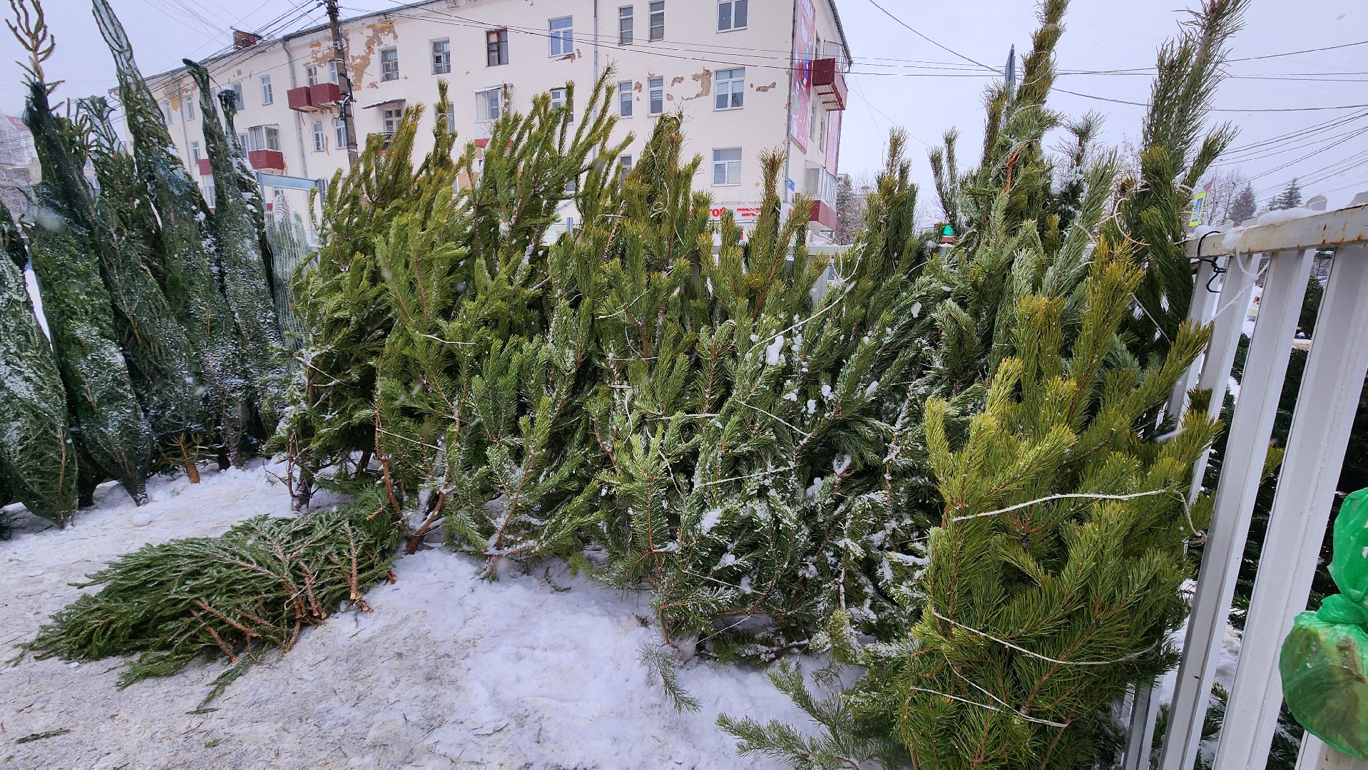 Солнечногорск, Новый год, Зима в Подмосковье, елочный базар, общество,