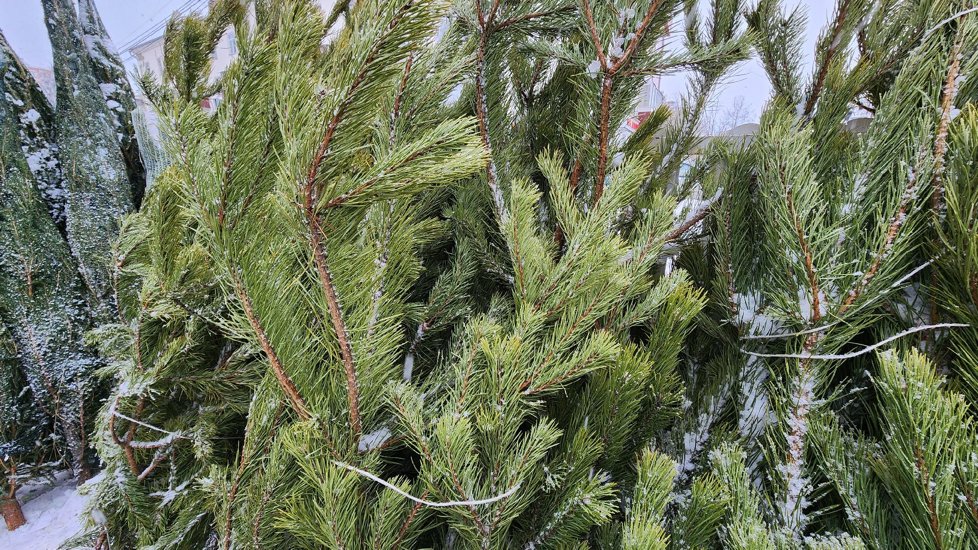 Солнечногорск, Новый год, Зима в Подмосковье, елочный базар, общество,