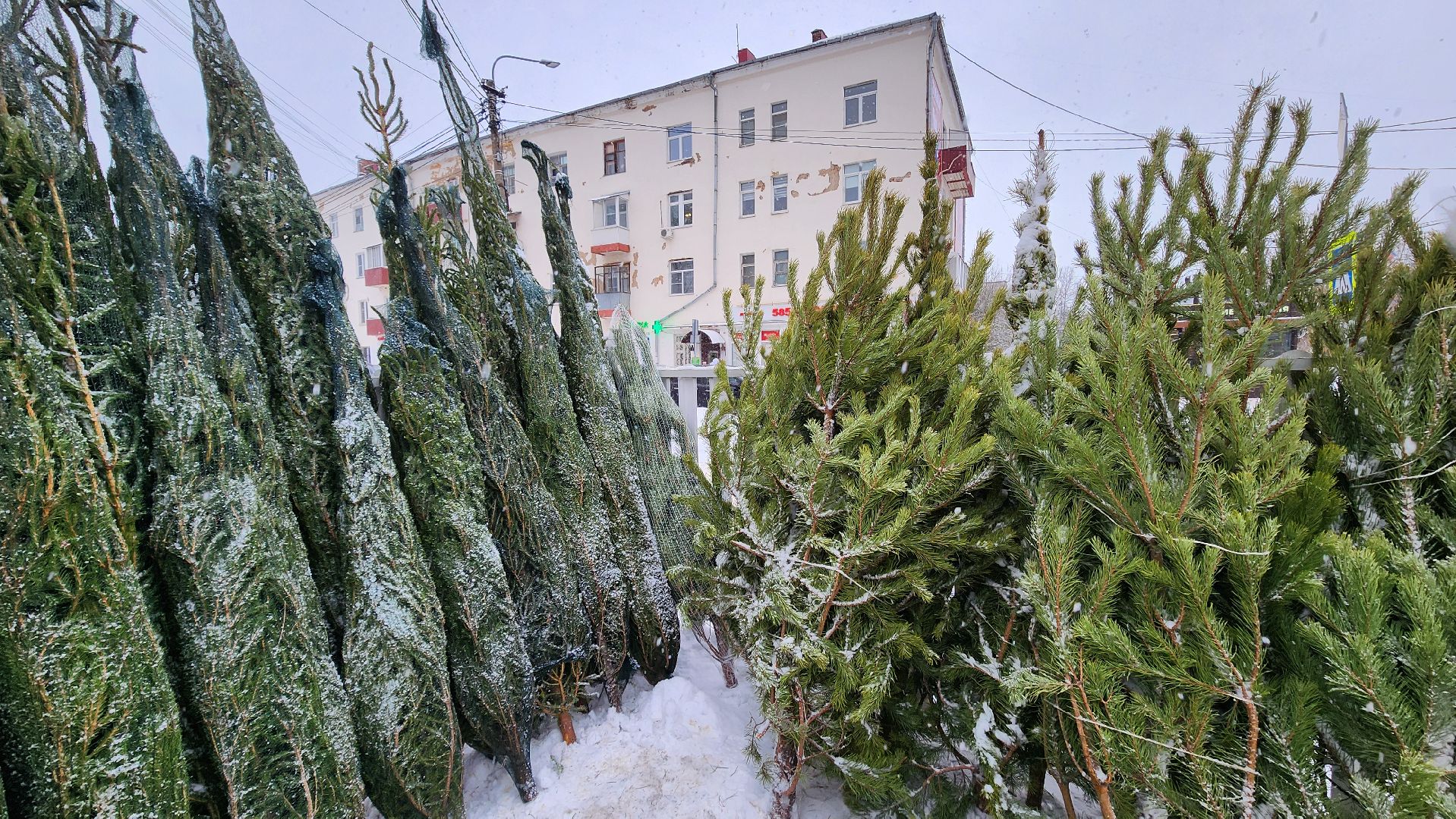 Солнечногорск, Новый год, Зима в Подмосковье, елочный базар, общество,