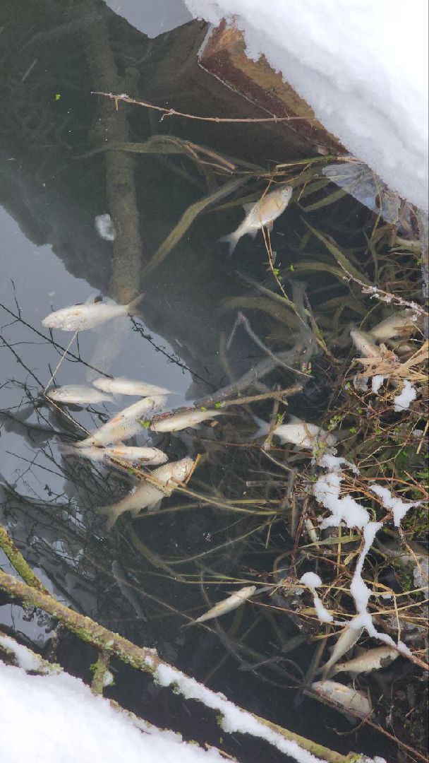 Мытищи, Замор рыбы, река Уча, марфино, Лысково, Минэкологии, Артур Суворов,